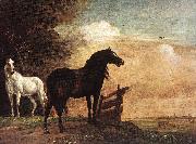 POTTER, Paulus Horses in a Field zg oil painting on canvas
